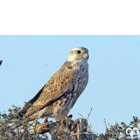 گونه بالابان Saker Falcon